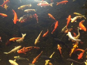 Koi fish in Loro Parque - Tenerife